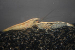 Atya Molucensis